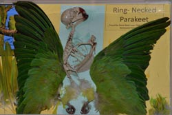 parakeet